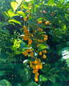 petite.carrot Altpins Profile Picture