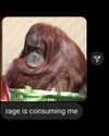leanbeefpatty Altpins Profile Picture