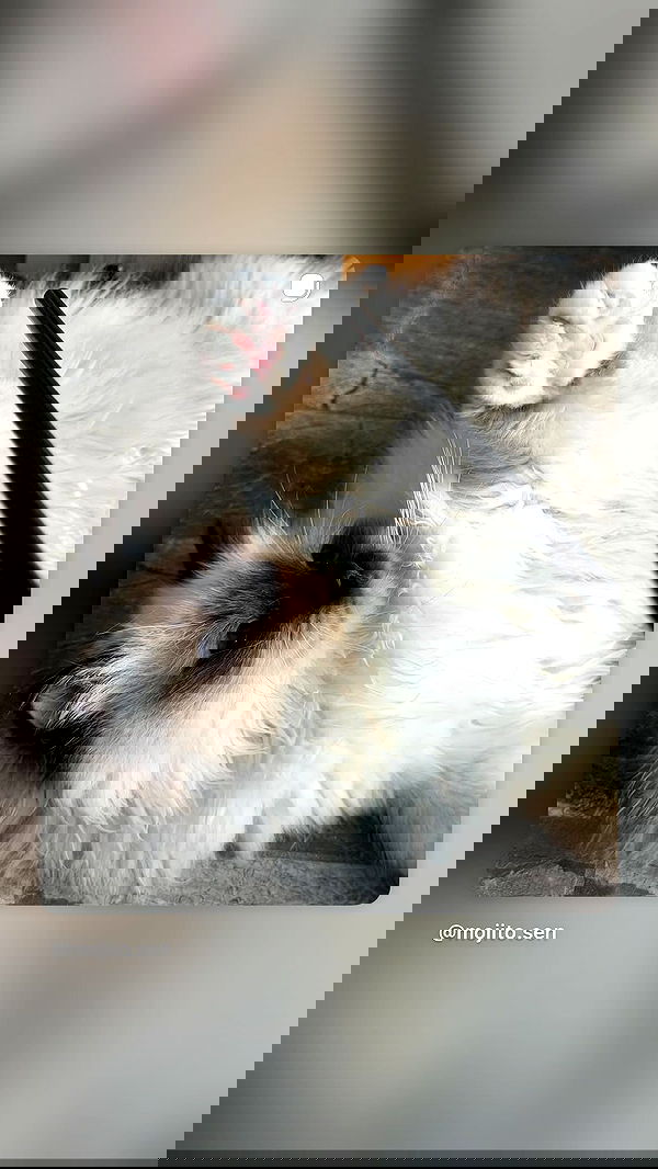 kasumi_sen kasumi_sen archive image