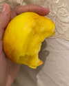 limonnitta Altpins Profile Picture