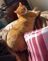 vanillachaiiiii Altpins Profile Picture
