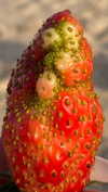 babynympho_archive Altpins Profile Picture