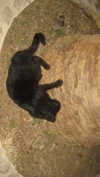 meiiisame Altpins Profile Picture
