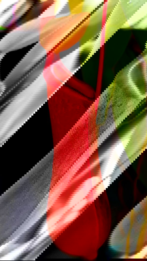 1justsabi 1justsabi archive image