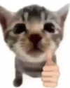 pavuk1_0 Altpins Profile Picture