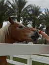 chelsnamsayin Altpins Profile Picture