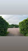 forestowwwl Altpins Profile Picture