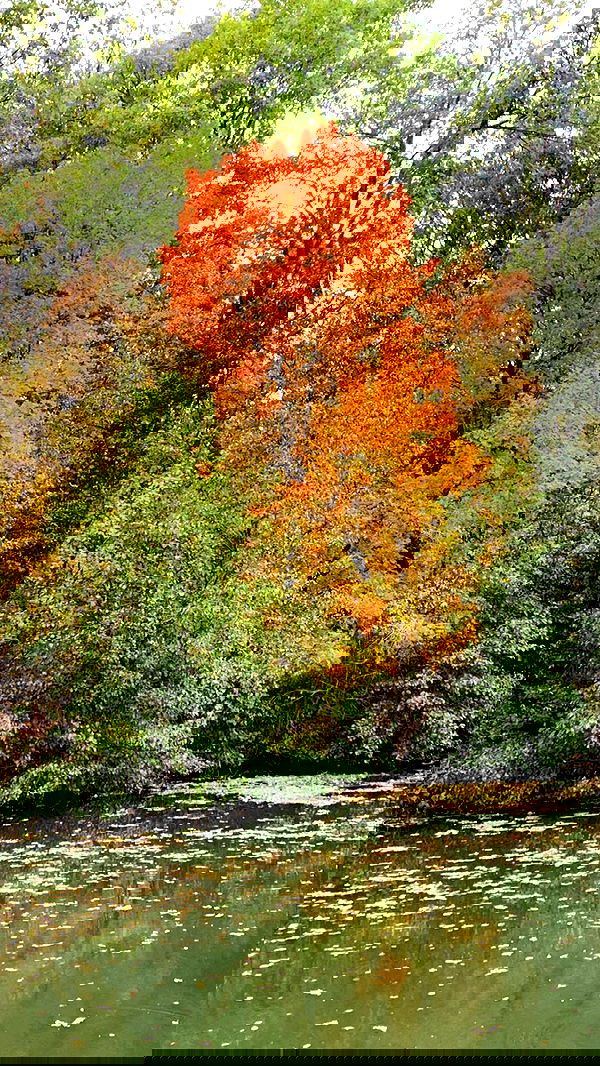 nyityam nyityam archive image