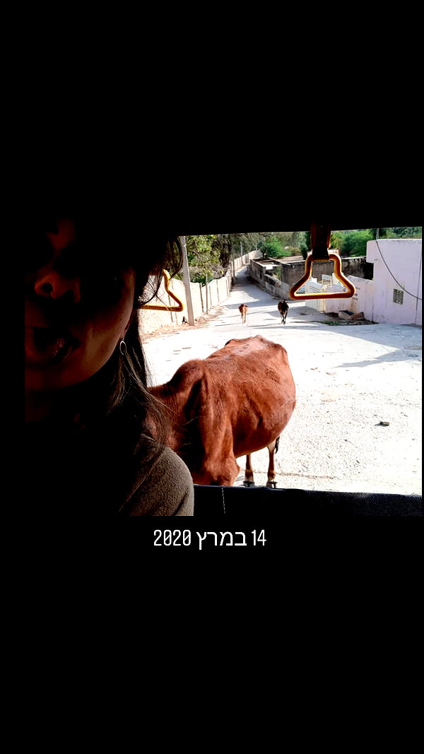 maycohen8 maycohen8 archive image