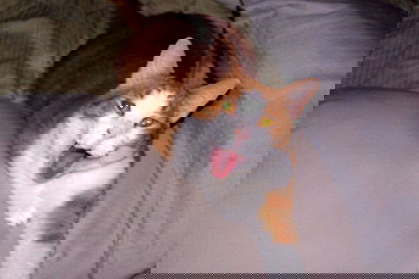 missnyxdawn missnyxdawn archive image