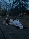 ash.onme Altpins Profile Picture
