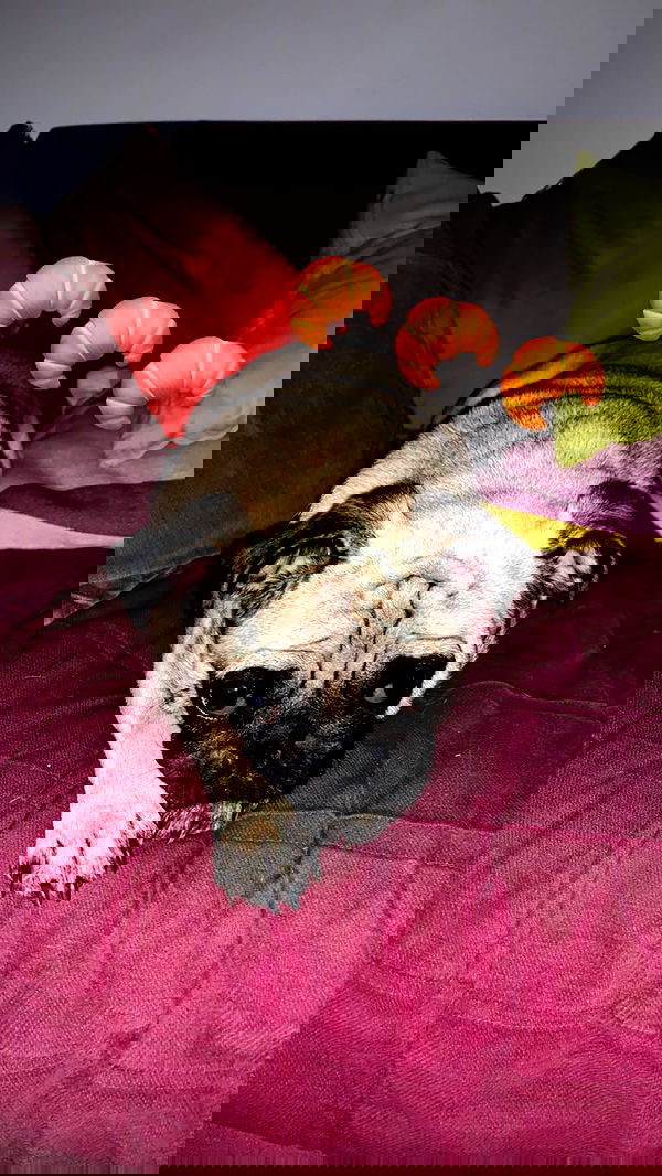 nyityam nyityam archive image