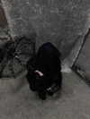 lavbackpack Altpins Profile Picture