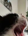 badthingalwaysg Altpins Profile Picture