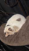 butter.on.a.poptart69 Altpins Profile Picture