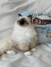 kasumi_sen Altpins Profile Picture