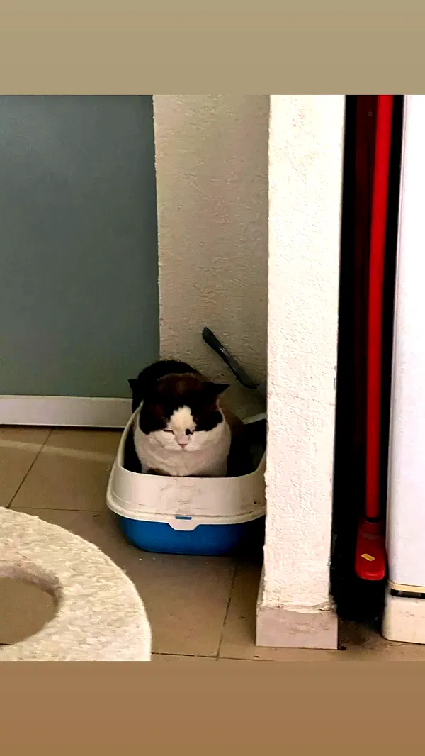 moonyyyya moonyyyya archive image