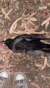 angel699k Altpins Profile Picture