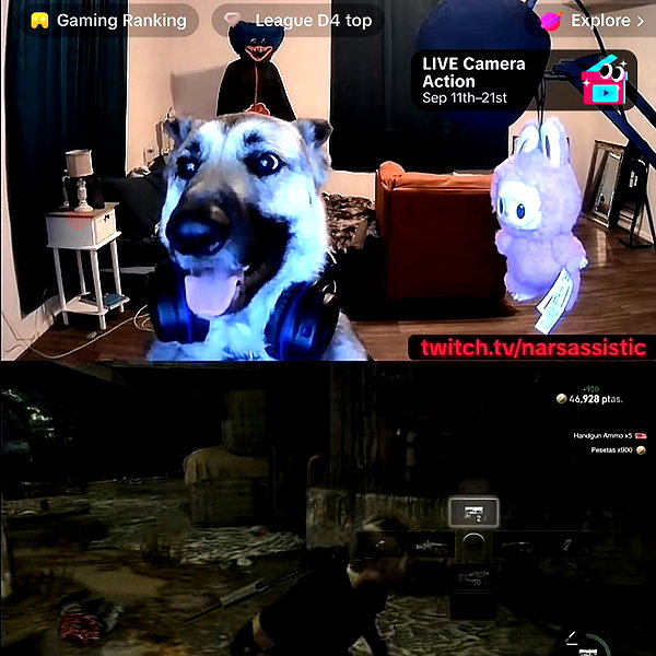 smashedely instagram image archive image