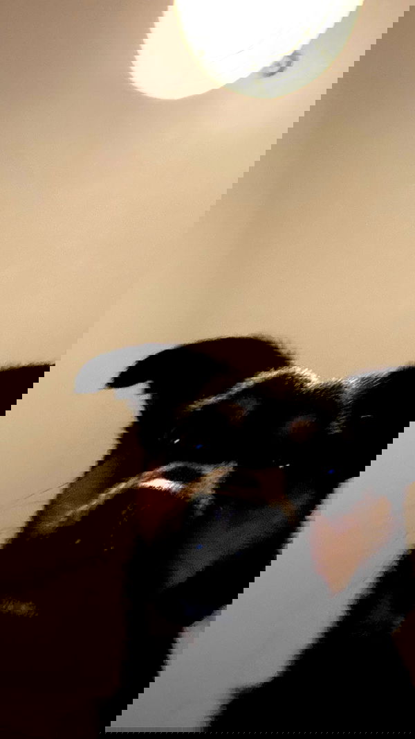 manjolamuriqi manjolamuriqi archive image