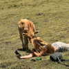 rouxroux.tv Altpins Profile Picture