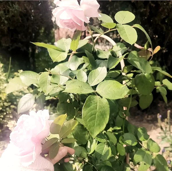 Archived image from @ssarnvd on Instagram