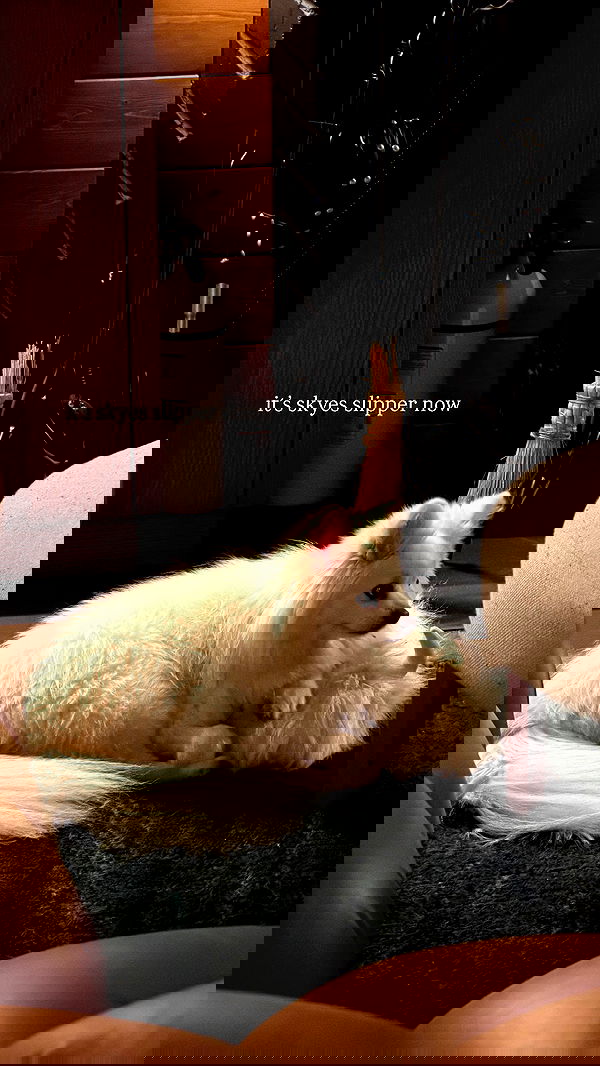 carolinezalog carolinezalog archive image