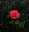 mariagabrielasantos Altpins Profile Picture