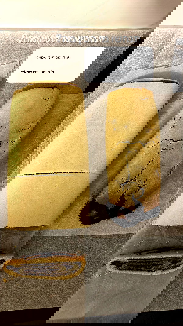 tuliprivet tuliprivet archive image