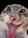 mortimertats Altpins Profile Picture