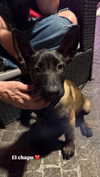 rott3nbambi Altpins Profile Picture
