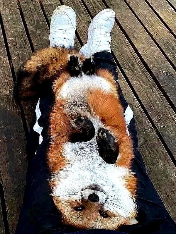 vanillachaiiiii instagram image archive image