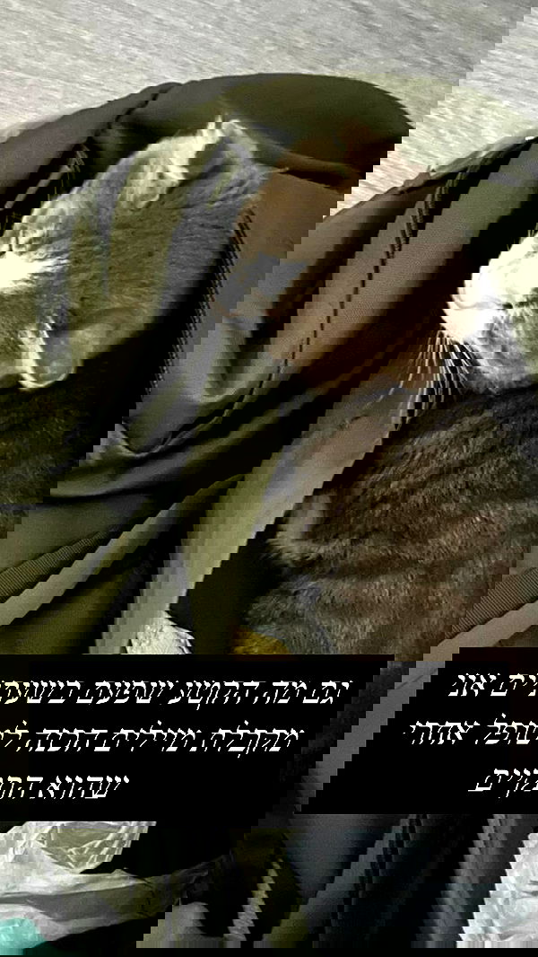 dante_yangpa dante_yangpa archive image