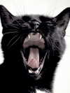 nessabarrett Altpins Profile Picture