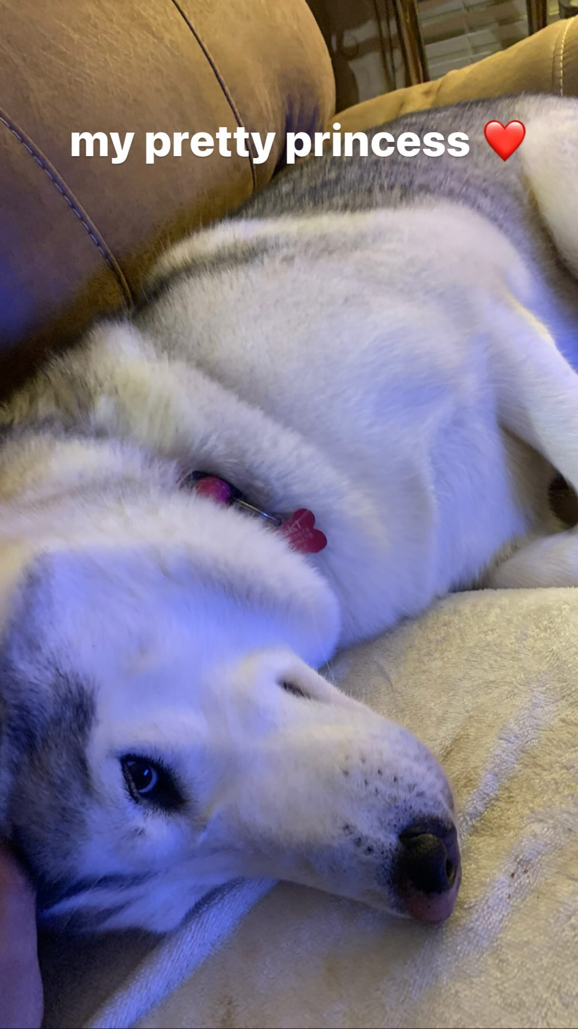 dracuina instagram image archive image