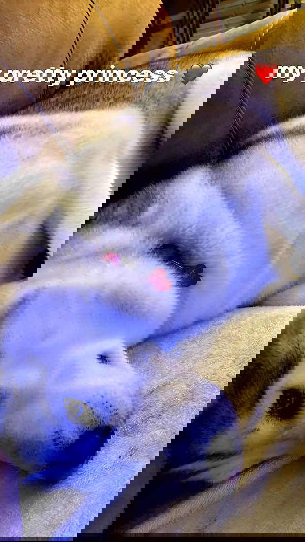 dracuina image ~ Altpins