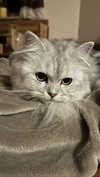 f4iryybl00d Altpins Profile Picture