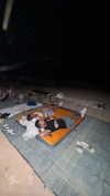 michal_cohen017 Altpins Profile Picture