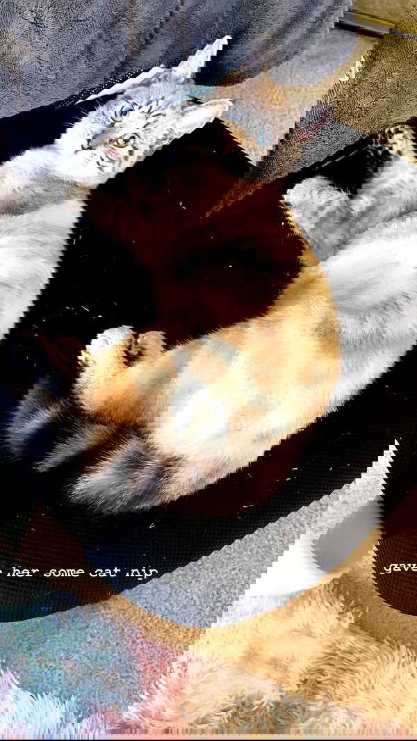 suikomuu suikomuu archive image