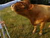 veiyul Altpins Profile Picture