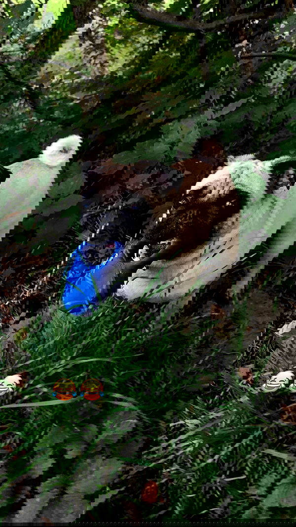 nyityam nyityam archive image