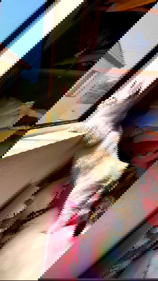 suikomuu suikomuu archive image