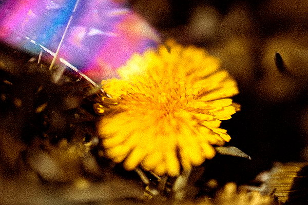 hallucineon instagram image archive image
