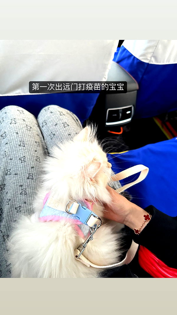 Archived image from @xiaoxinbue on Instagram