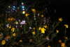 shai_landau_ Altpins Profile Picture
