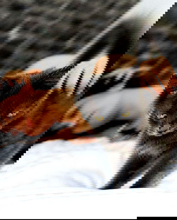 kkulakovaa image ~ Altpins