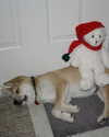 megann_eliizabeth Altpins Profile Picture