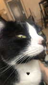 rott3nbambi Altpins Profile Picture