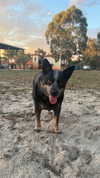 indienna_ Altpins Profile Picture