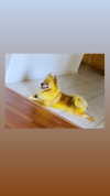 sunnyrayyxo Altpins Profile Picture